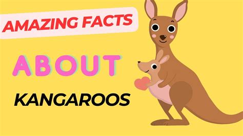 Fun Facts About Kangaroos Interesting Facts About Kangaroos Youtube