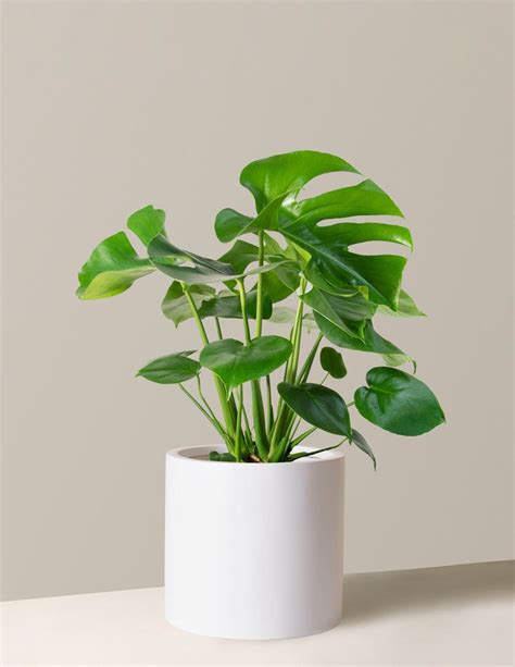 Large Monstera Deliciosa | Indoor Plants & Houseplants | The Sill ...