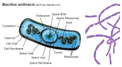 Shape Of Bacillus Anthracis Cell