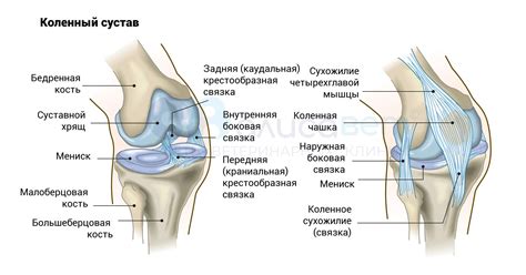 Медиальная коллатеральная связка коленного сустава