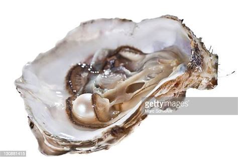 Pearl Inside Oyster Shell Fotografías E Imágenes De Stock Getty Images