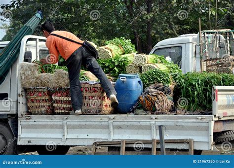 Pengzhou, China: Farmer Loading Celery Editorial Image - Image of truck ...