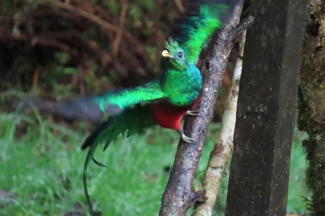 世界一美しい鳥ケツァールにコスタリカで会えた！ いきものバンザイ