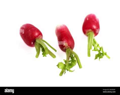 Pink Radish Raphanus Sativus Against With Background Stock Photo Alamy