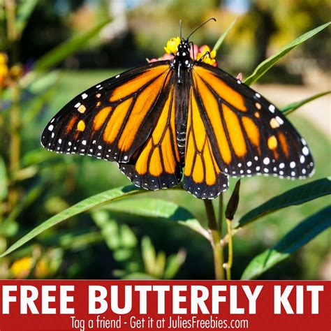 Free Butterfly Garden Starter Kit Julie S Freebies