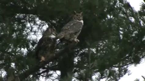 Great Horned Owls Duet After Mating December 13 2014 Youtube