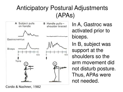 PPT PTP 512 Neuroscience In Physical Therapy Postural Control