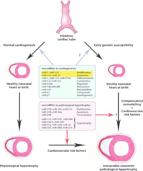 Regulation Of Cardiogenesis And Cardiac Hypertrophy By Micrornas