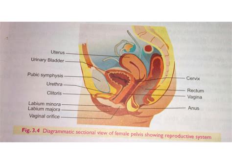 SOLUTION Human Reproduction Female Reproductive System Female Sex