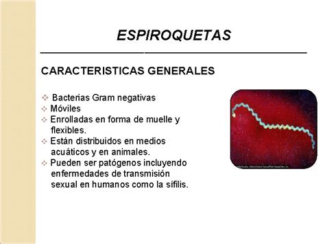 ESPIROQUETAS CARACTERISTICAS GENERALES v Bacterias Gram negativas v