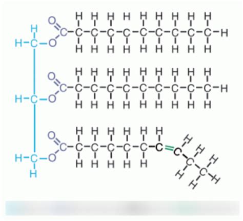 lipid structure diagram Diagram | Quizlet