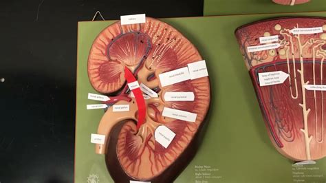 kidney nephron model