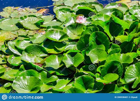 Pink Lotus Flowers Nelumbo Nucifera In Pond Stock Image Image Of