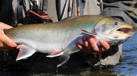 Rainbow Bend Lodges King Salmon Alaska Native Trout