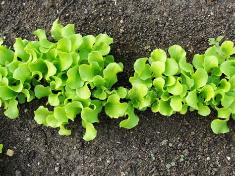 A Plantation Of Young Green Lettuce Against The Background Of A Garden