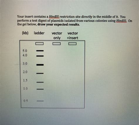 Solved You Perform A Restriction Digest Using BamHI And Chegg