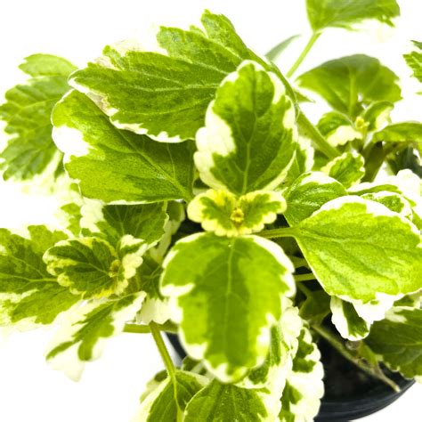Plectranthus coleoides variegata - Variegated Swedish Ivy – Magic