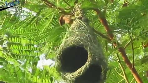 Gak Nyangka Ternyata Beginilah Cara Burung Manyar Membuat Sarang Youtube