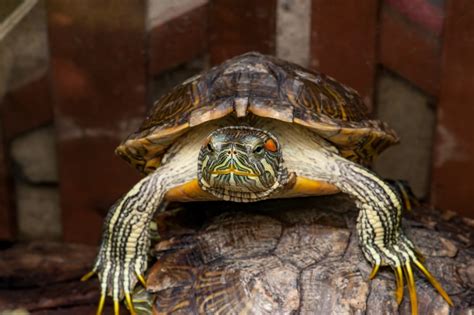 Sexing Reptifiles Red Eared Slider Health Guide