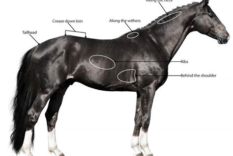 An Illustrated Guide To Body Scoring Your Horse Equimed Horse