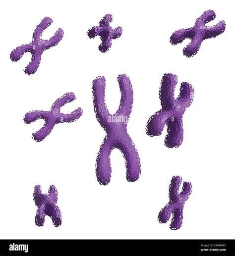 X Chromosomes Icon Stock Vector Image And Art Alamy