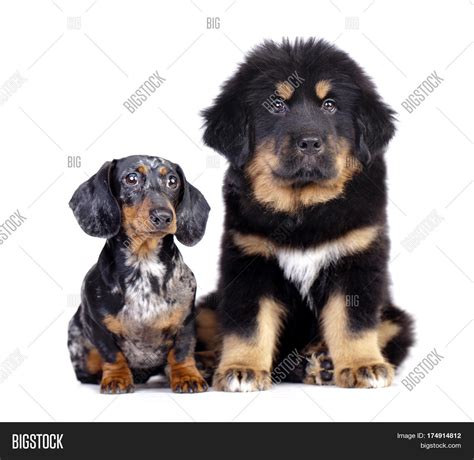 Tibetan Mastiff Vs Rottweiler