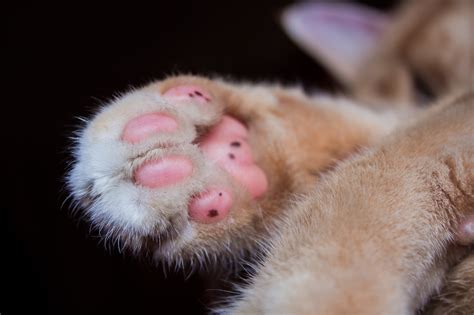 Fondos de pantalla gato nariz bigotes Comadreja piel hurón