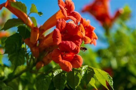 Premium Photo Honey Bee On The Trumpet Vine Flower Beautiful Red