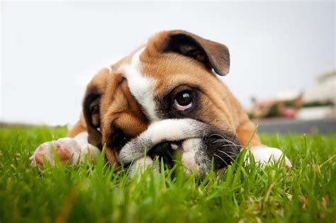 Worms in dogs: What are the types, symptoms and treatments - Care.com ...