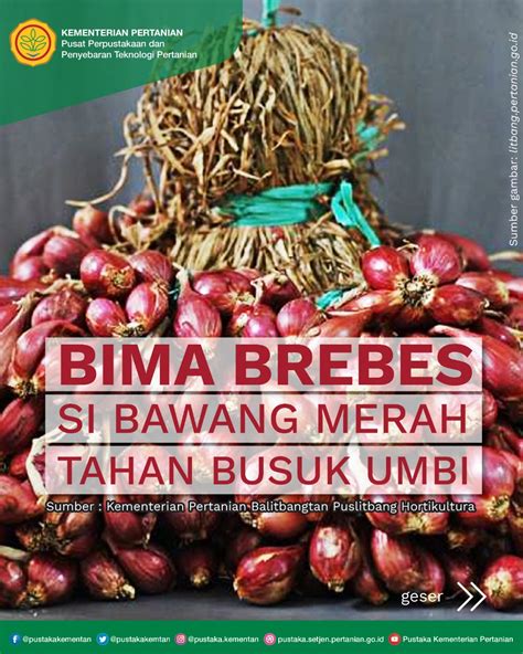 Bima Brebes Si Bawang Merah Tahan Busuk Umbi