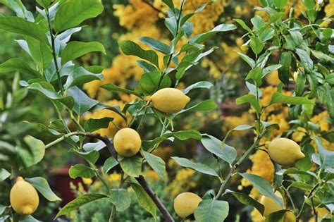 Nome Cientifico Do Limoeiro - Limoeiro (Citrus x limon)