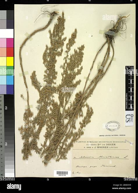 Artemisia absinthium L Artemisia absinthium L Stock Photo - Alamy