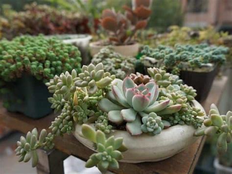 ¿qué Son Las Plantas Suculentas Succulent Avenue