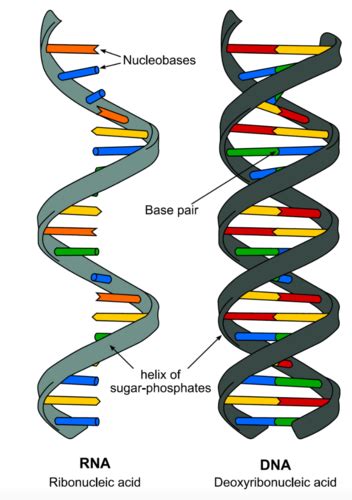 Nucleic Acids Flashcards Quizlet