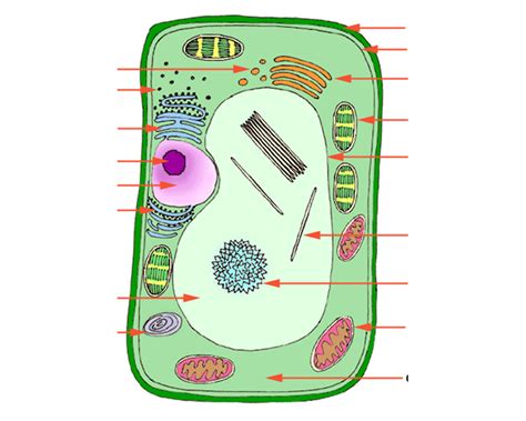 Plant Cells Diagram Quizlet