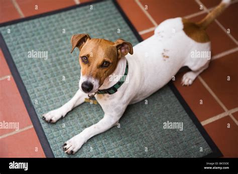 Smooth Coat Jack Russell Terrier Stock Photo Alamy