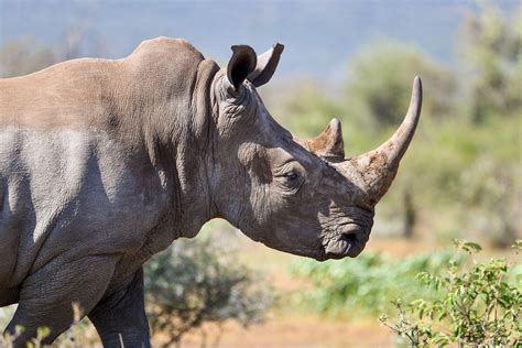 White Rhino Profile White Rhino In Madikwe Game Reserve S Flickr