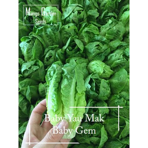 Easy Baby Gem Yau Mak Lettuce Seeds 200 Seed Pot Friendly Tanam