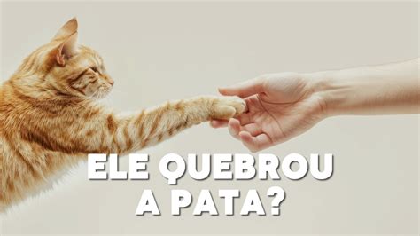 Como Saber Se O Gato Quebrou A Pata - Gato com Pata Quebrada: Como Identificar e O Que Fazer? - YouTube