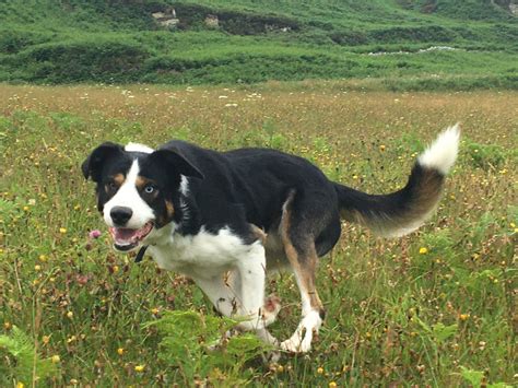 Pros and Cons of Welsh Sheepdog - Pros & Cons Reviews