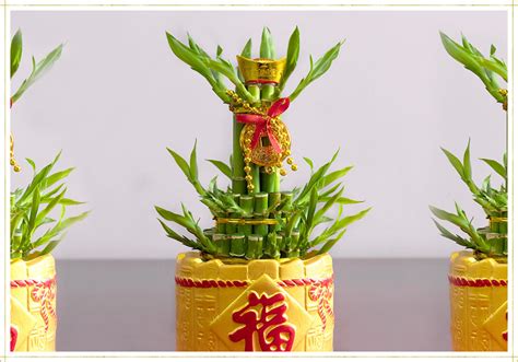 Lucky Bamboo Care Guide: Growing Tips + Facts - ProFlowers Blog