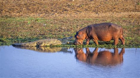 Hippopotamus And Nil Crocodile In Kruger National Park South Af Stock Image Image Of