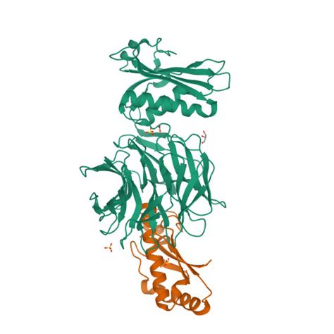 RCSB PDB 2W8B Crystal Structure Of Processed TolB In Complex With Pal