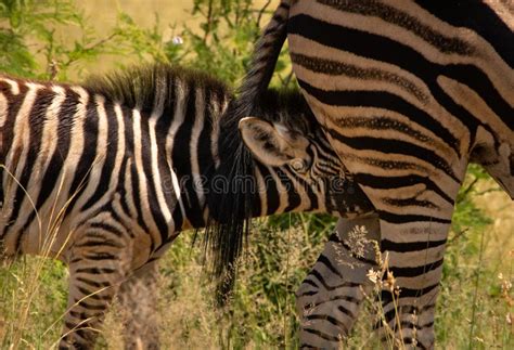 Zebra Foal Nursing Stock Photo Image Of Foal Stripes 143272924