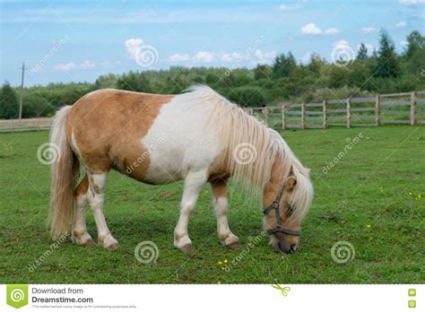 Cavalo Diminuto Pequeno Que Pasta No Pasto Foto De Stock Imagem De