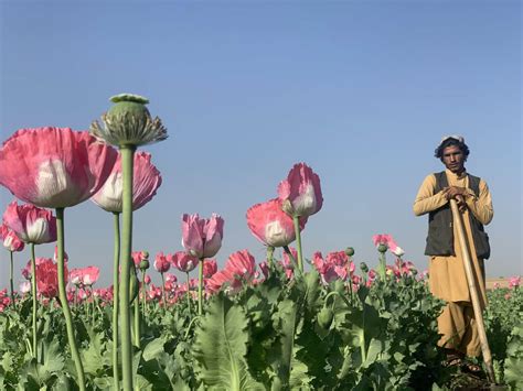 Afghanistan Bans Opium Cultivation Amid Economic Breakdown Politics Today