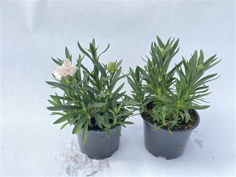 Goździk ogrodowy wieloletni Dianthus caryophyllus WHITE biały delikatny