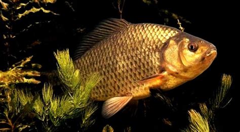 Карась золотой (лат. Carassius carassius)