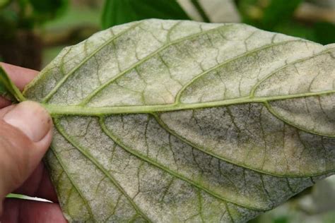 Come Riconoscere Le Malattie Delle Piante Dalle Foglie