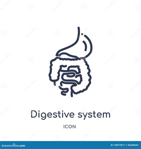 Linear Digestive System Icon From Human Body Parts Outline Collection